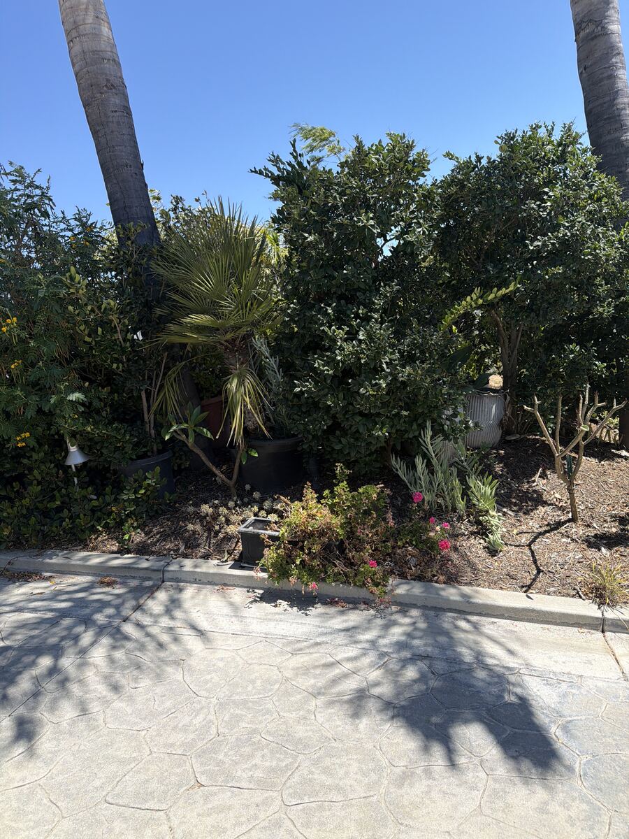 Entrada con palmeras y setos podados